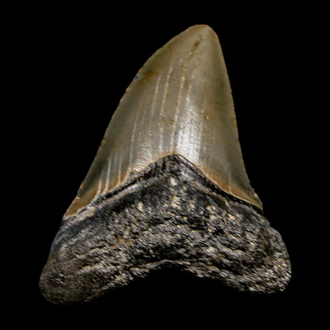 2.7" Quality Megalodon Shark Tooth Serrated Fossil Natural Miocene Age COA - Fossil Age Minerals