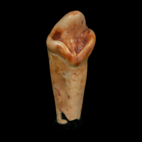 1" Extinct Cave Bear Ursus Spelaeus Incisor Tooth Rooted Pleistocene Age COA, Display - Fossil Age Minerals
