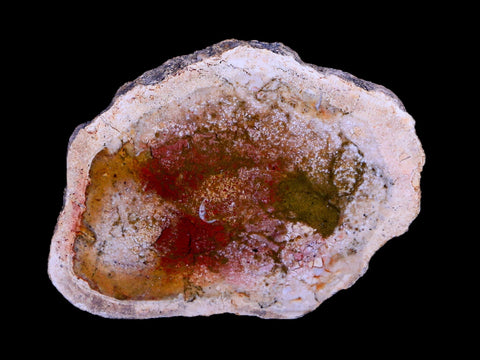 2.2" Fossilized Polished Petrified Wood Branch Madagascar 66-225 Million Yrs Old - Fossil Age Minerals