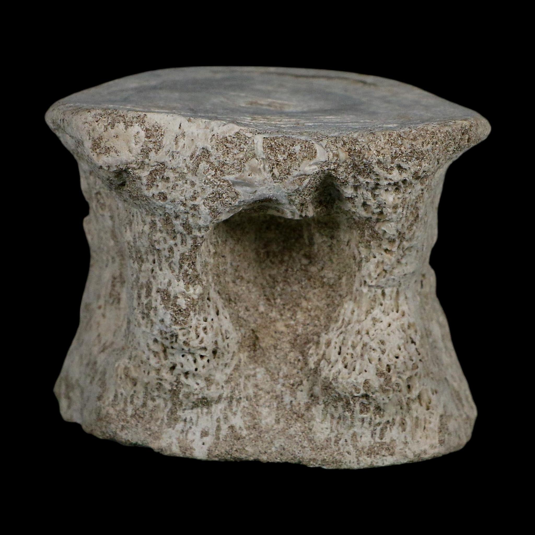 2.9" Plesiosaurus Fossil Vertebrae Cretaceous Dinosaur Era Morocco Zarafasaura COA