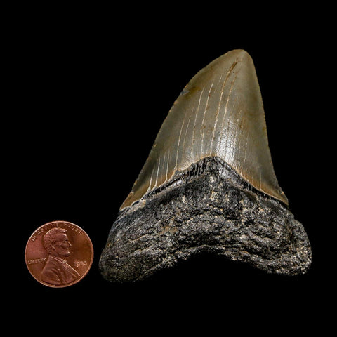 2.7" Quality Megalodon Shark Tooth Serrated Fossil Natural Miocene Age COA - Fossil Age Minerals