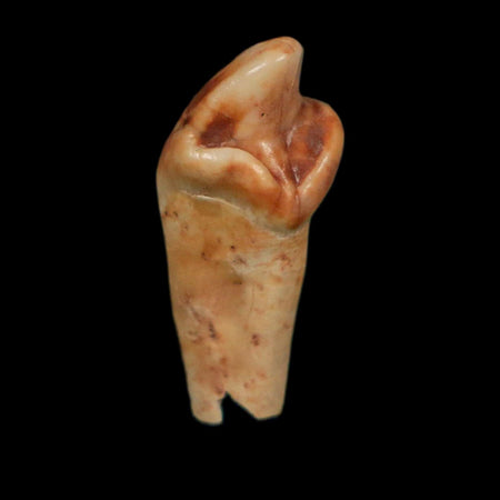 1" Extinct Cave Bear Ursus Spelaeus Incisor Tooth Rooted Pleistocene Age COA, Display