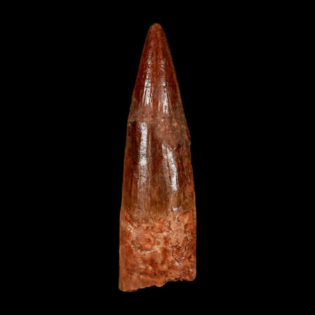 2" Spinosaurus Fossil Tooth 100 Million Years Old Cretaceous Dinosaur COA Stand
