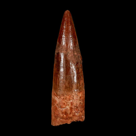 2" Spinosaurus Fossil Tooth 100 Million Years Old Cretaceous Dinosaur COA Stand