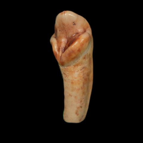 1" Extinct Cave Bear Ursus Spelaeus Incisor Tooth Rooted Pleistocene Age COA, Display - Fossil Age Minerals