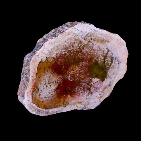 2.2" Fossilized Polished Petrified Wood Branch Madagascar 66-225 Million Yrs Old - Fossil Age Minerals
