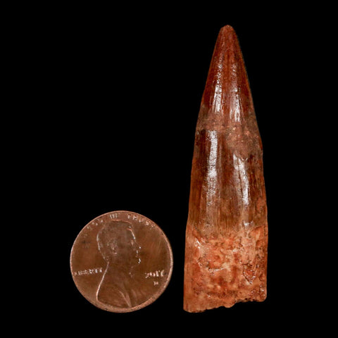 2" Spinosaurus Fossil Tooth 100 Million Years Old Cretaceous Dinosaur COA Stand