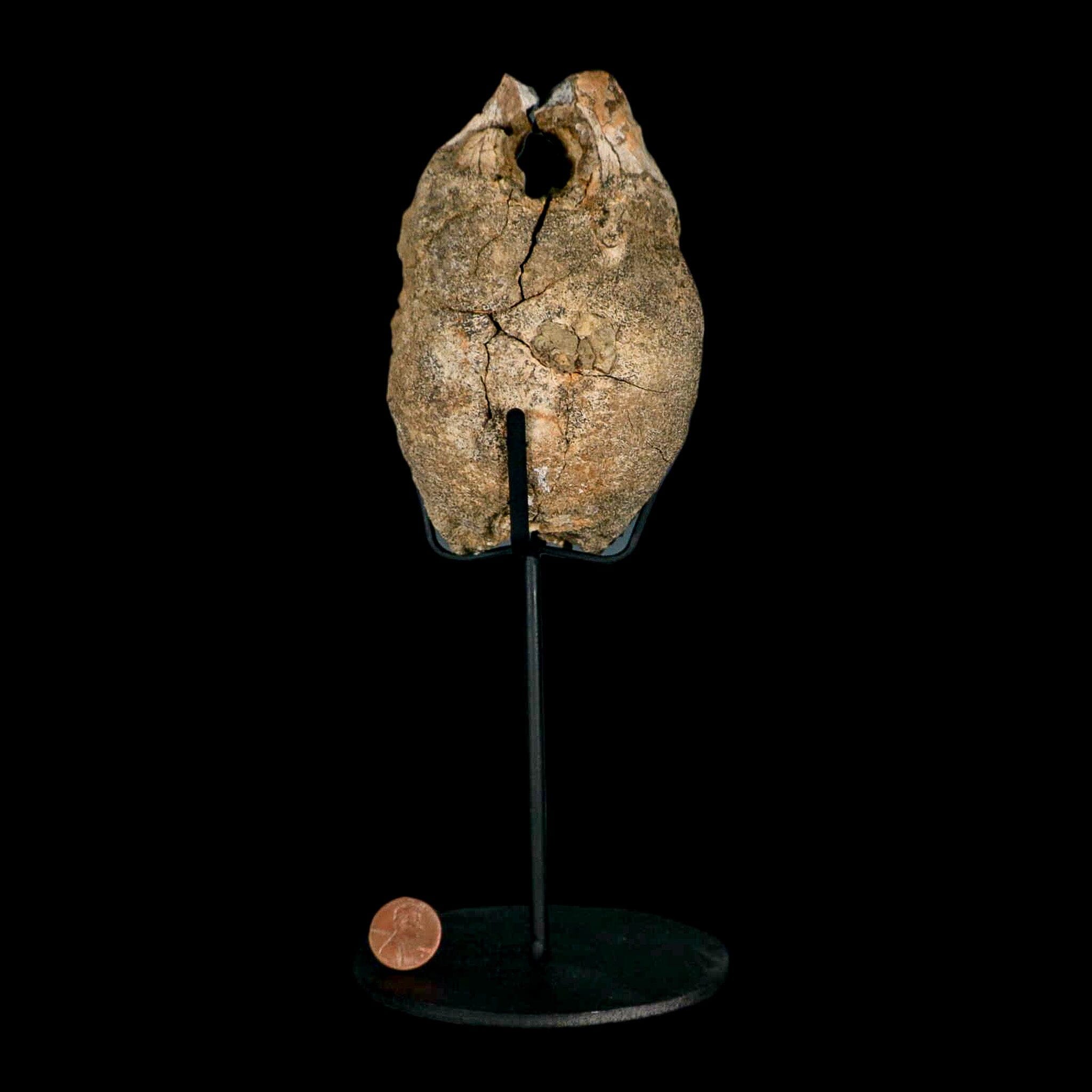4.9" Hadrosaurus Fossil Vertebrae Bone Aguja FM Texas Dinosaur Cretaceous COA Stand - Fossil Age Minerals