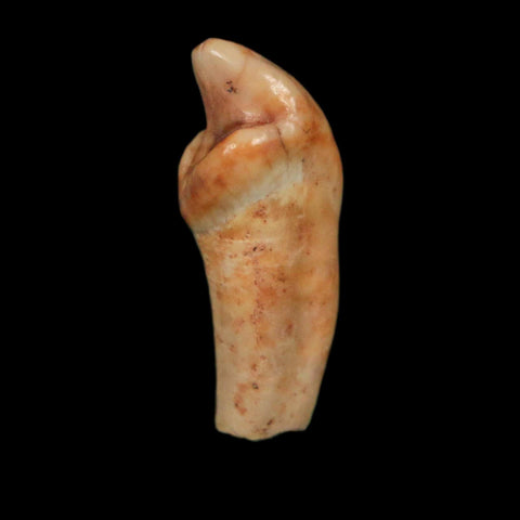 1" Extinct Cave Bear Ursus Spelaeus Incisor Tooth Rooted Pleistocene Age COA, Display - Fossil Age Minerals
