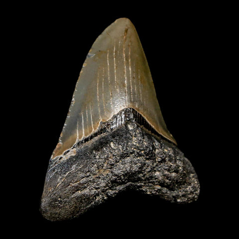 2.7" Quality Megalodon Shark Tooth Serrated Fossil Natural Miocene Age COA - Fossil Age Minerals