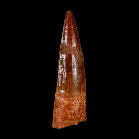 2" Spinosaurus Fossil Tooth 100 Million Years Old Cretaceous Dinosaur COA Stand