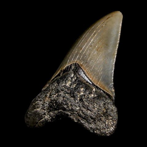 2.7" Quality Megalodon Shark Tooth Serrated Fossil Natural Miocene Age COA - Fossil Age Minerals