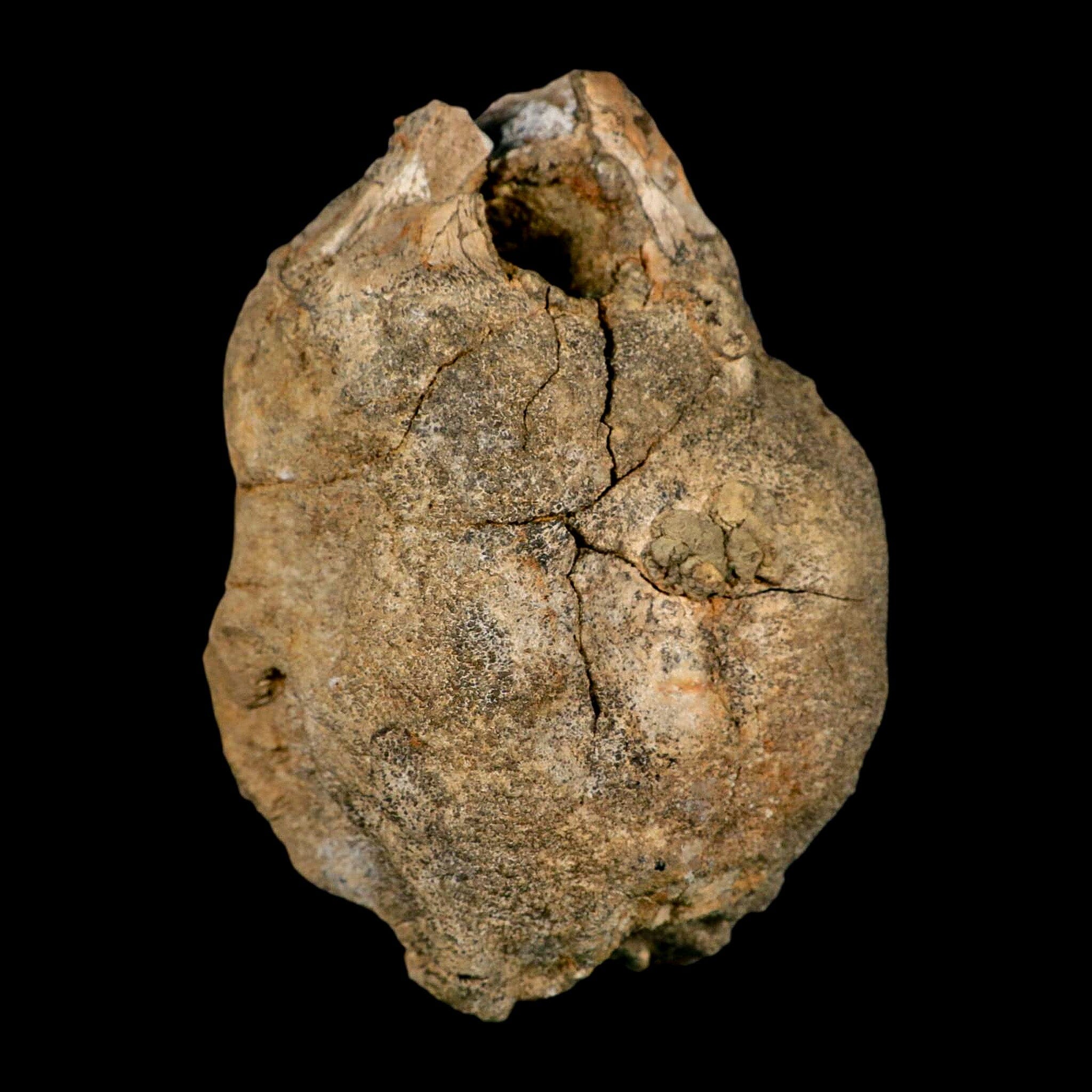 4.9" Hadrosaurus Fossil Vertebrae Bone Aguja FM Texas Dinosaur Cretaceous COA Stand - Fossil Age Minerals