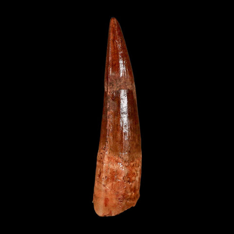 2" Spinosaurus Fossil Tooth 100 Million Years Old Cretaceous Dinosaur COA Stand