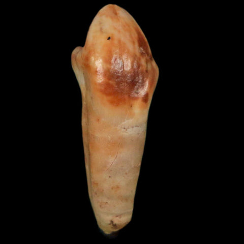 1" Extinct Cave Bear Ursus Spelaeus Incisor Tooth Rooted Pleistocene Age COA, Display - Fossil Age Minerals