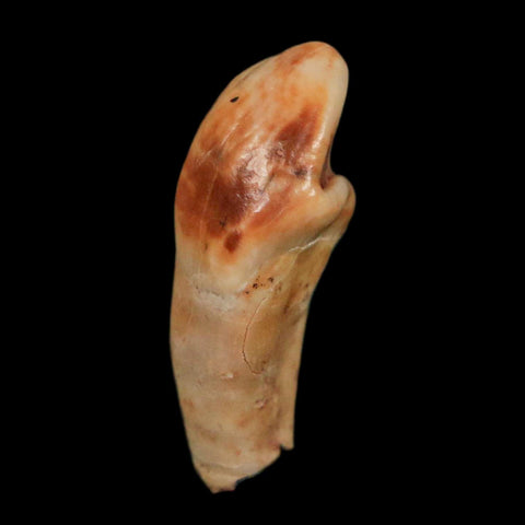 1" Extinct Cave Bear Ursus Spelaeus Incisor Tooth Rooted Pleistocene Age COA, Display - Fossil Age Minerals