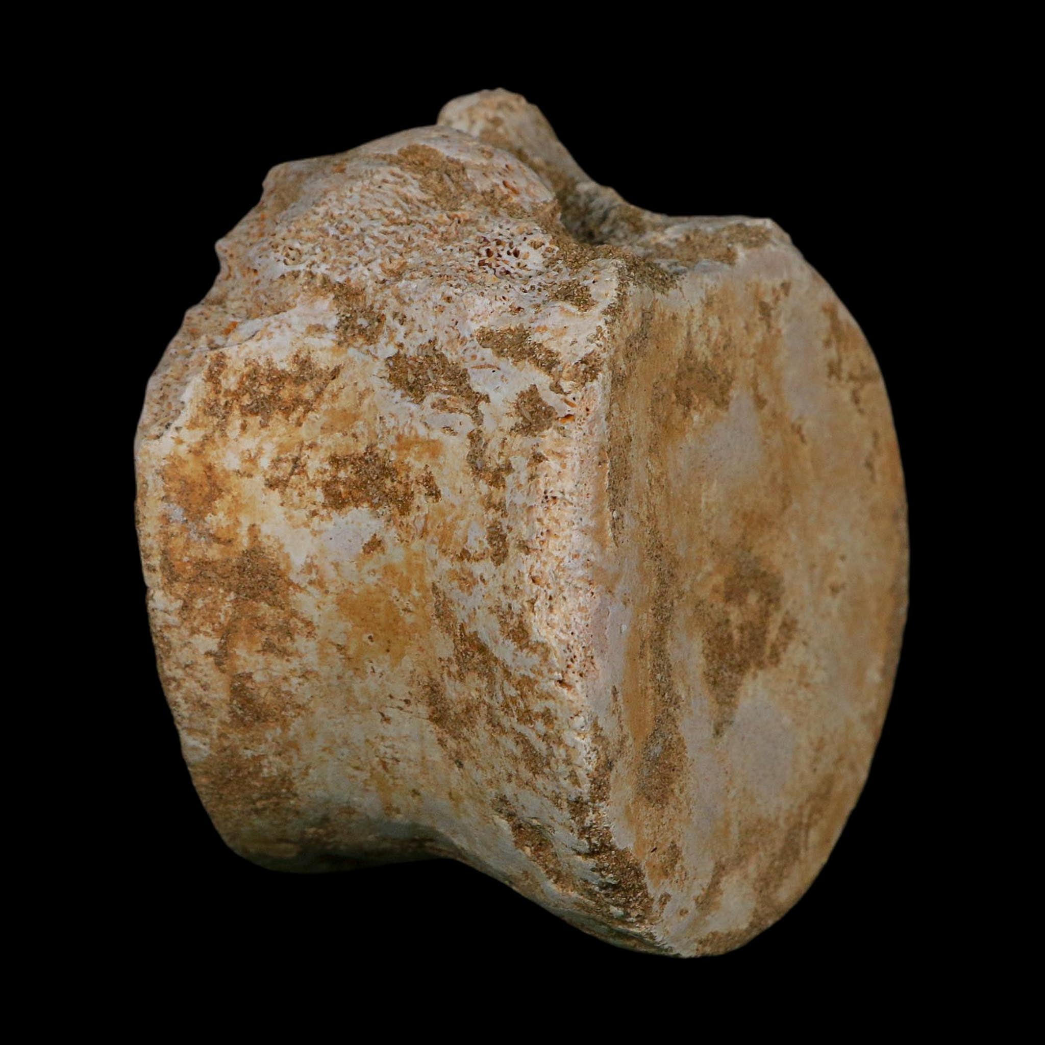 3.4" Plesiosaurus Fossil Vertebrae Cretaceous Dinosaur Era Morocco Zarafasaura COA