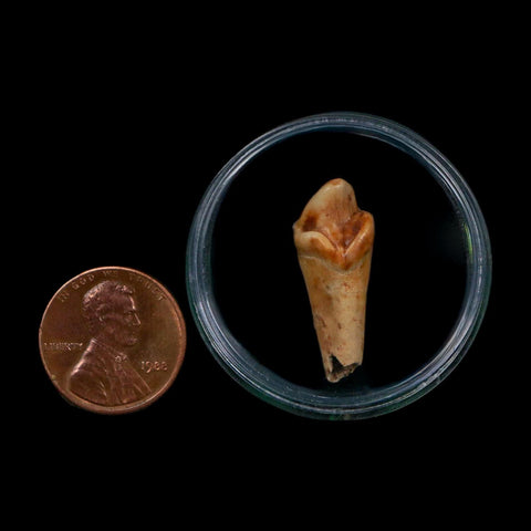 1" Extinct Cave Bear Ursus Spelaeus Incisor Tooth Rooted Pleistocene Age COA, Display - Fossil Age Minerals