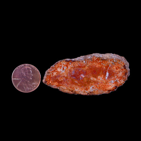 2.2" Fossilized Polished Petrified Wood Branch Madagascar 66-225 Million Yrs Old - Fossil Age Minerals
