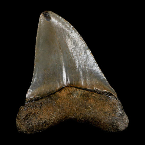 2.7" Quality Megalodon Shark Tooth Serrated Fossil Natural Miocene Age COA - Fossil Age Minerals