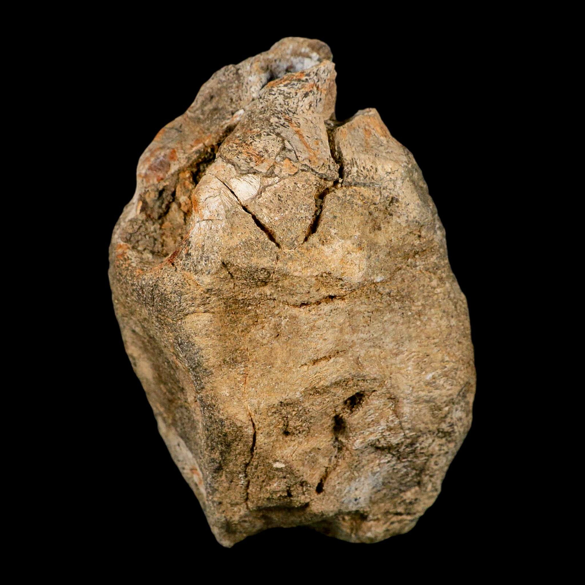 4.9" Hadrosaurus Fossil Vertebrae Bone Aguja FM Texas Dinosaur Cretaceous COA Stand - Fossil Age Minerals