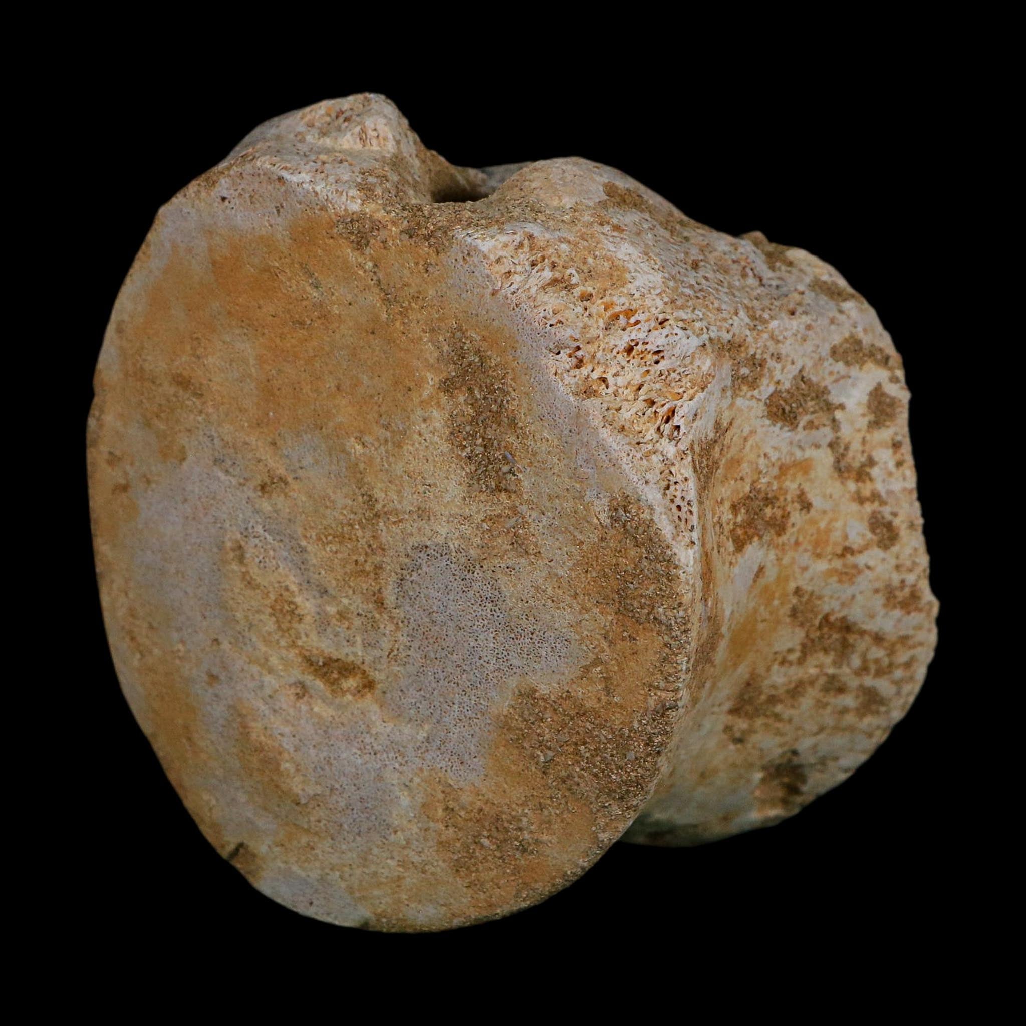 3.4" Plesiosaurus Fossil Vertebrae Cretaceous Dinosaur Era Morocco Zarafasaura COA