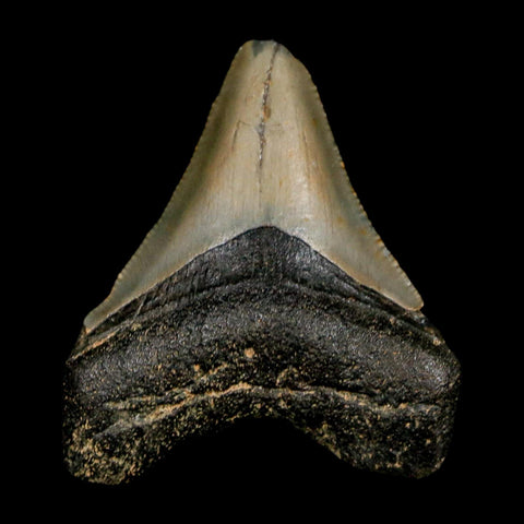 2.1" Quality Megalodon Shark Tooth Serrated Fossil Natural Miocene Age COA - Fossil Age Minerals