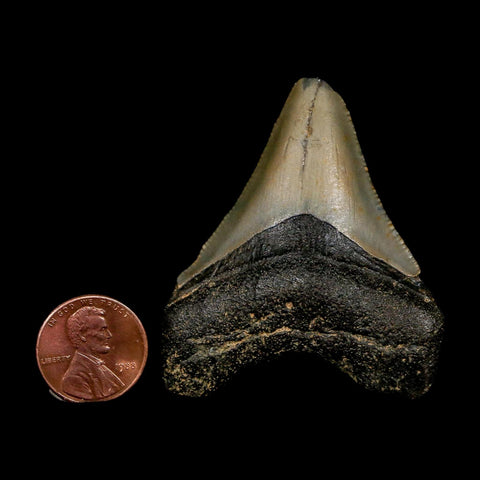 2.1" Quality Megalodon Shark Tooth Serrated Fossil Natural Miocene Age COA - Fossil Age Minerals