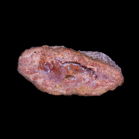 2.2" Fossilized Polished Petrified Wood Branch Madagascar 66-225 Million Yrs Old - Fossil Age Minerals