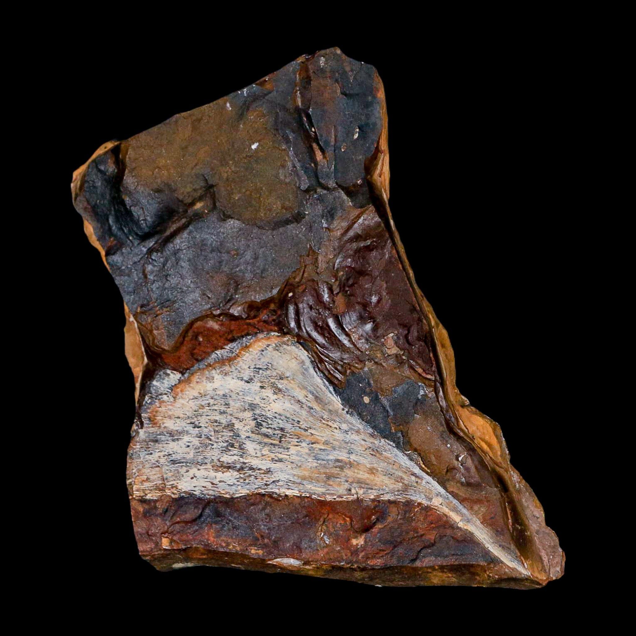 3.1" Detailed Ginkgo Cranei Fossil Plant Leaf Morton County, ND Paleocene Age COA - Fossil Age Minerals
