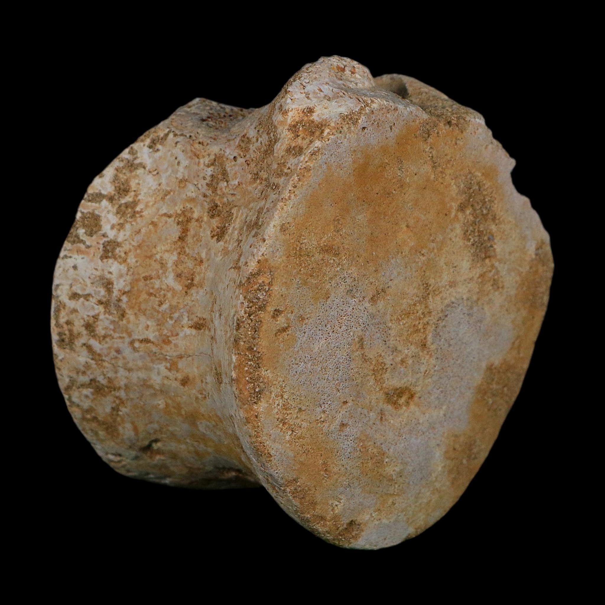 3.4" Plesiosaurus Fossil Vertebrae Cretaceous Dinosaur Era Morocco Zarafasaura COA