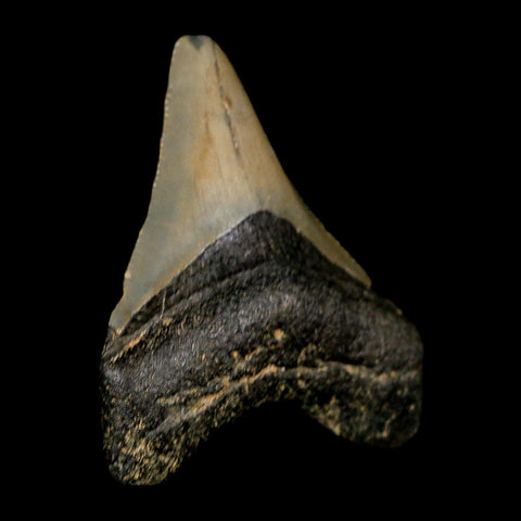 2.1" Quality Megalodon Shark Tooth Serrated Fossil Natural Miocene Age COA - Fossil Age Minerals