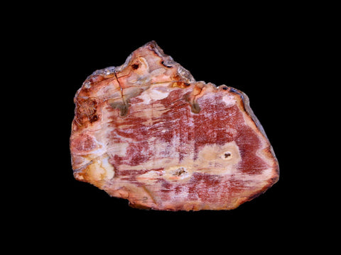 2" Fossilized Polished Petrified Wood Branch Madagascar 66-225 Million Yrs Old - Fossil Age Minerals