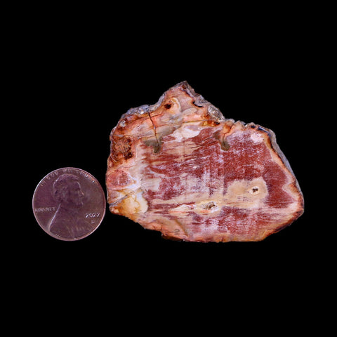 2" Fossilized Polished Petrified Wood Branch Madagascar 66-225 Million Yrs Old - Fossil Age Minerals