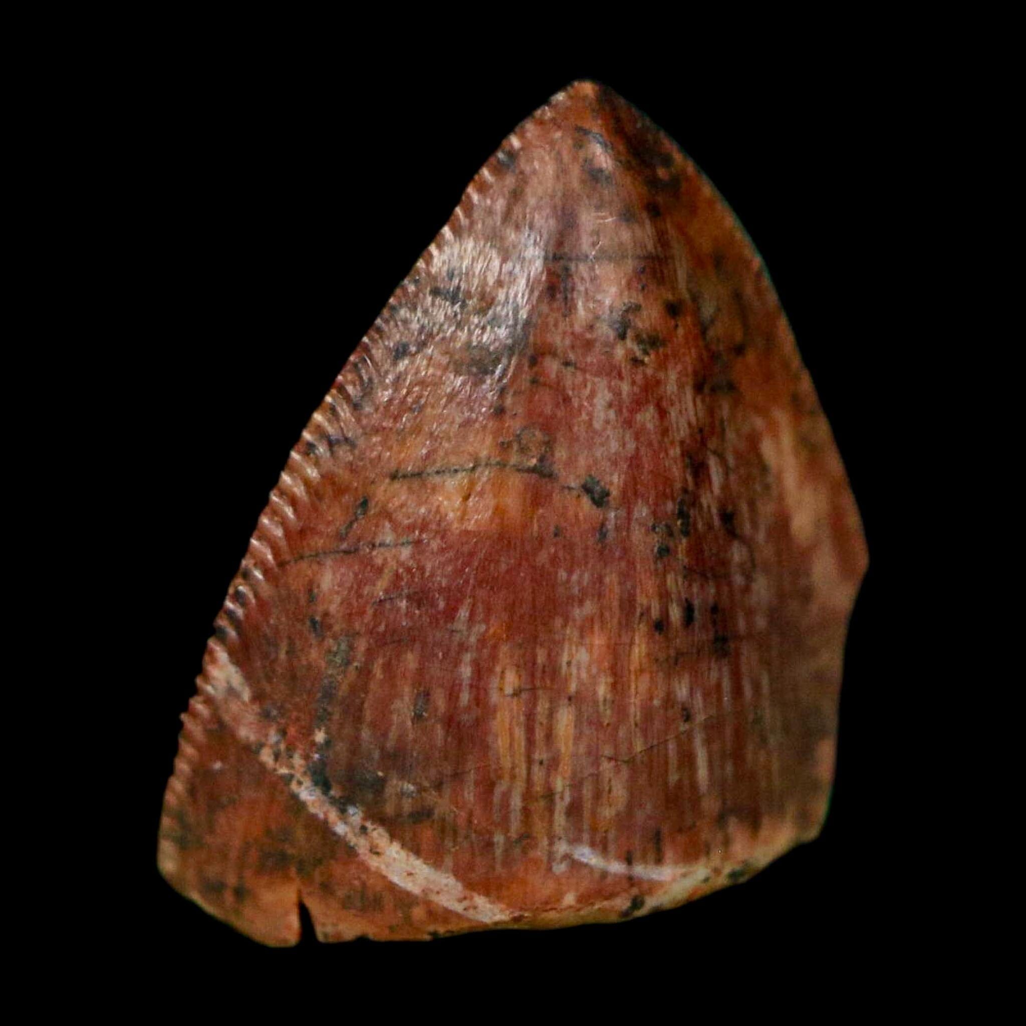 0.5" Phytosaur Fossil Tooth Triassic Age Archosaur Redonda FM NM COA & Display - Fossil Age Minerals