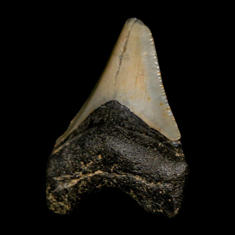 2.1" Quality Megalodon Shark Tooth Serrated Fossil Natural Miocene Age COA - Fossil Age Minerals
