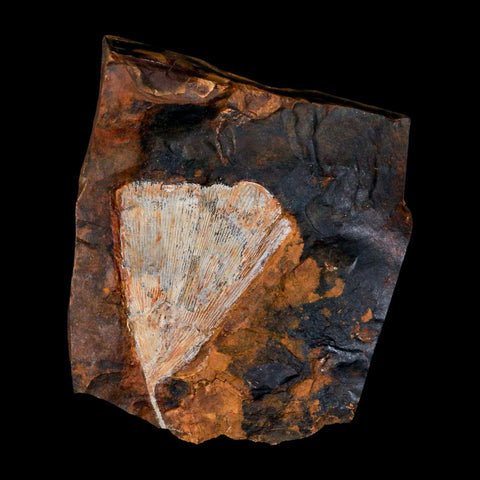 2.8" Detailed Ginkgo Cranei Fossil Plant Leaf Morton County, ND Paleocene Age COA - Fossil Age Minerals