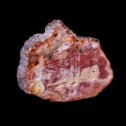 2" Fossilized Polished Petrified Wood Branch Madagascar 66-225 Million Yrs Old