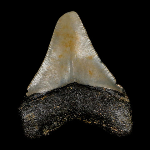 2.1" Quality Megalodon Shark Tooth Serrated Fossil Natural Miocene Age COA - Fossil Age Minerals