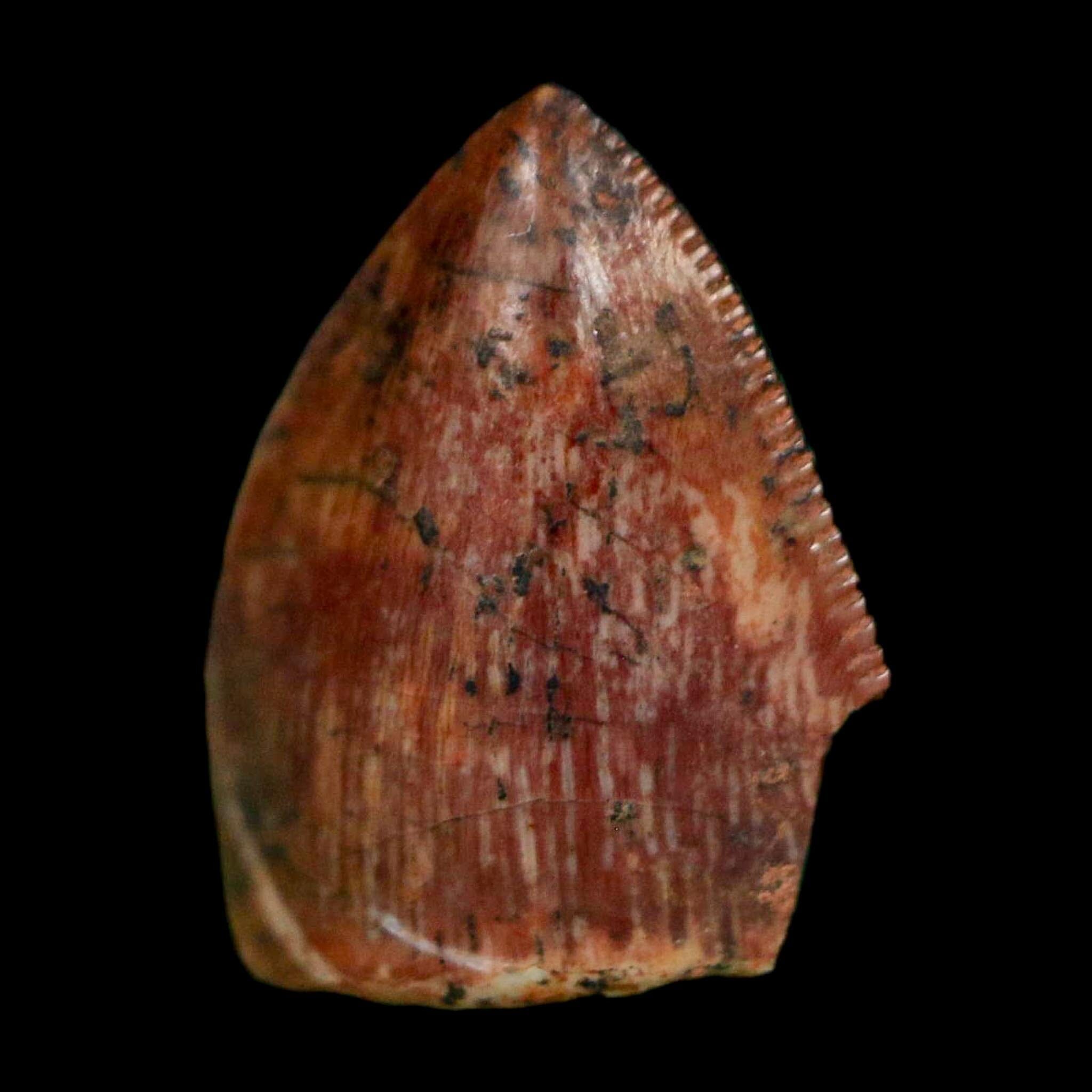 0.5" Phytosaur Fossil Tooth Triassic Age Archosaur Redonda FM NM COA & Display - Fossil Age Minerals