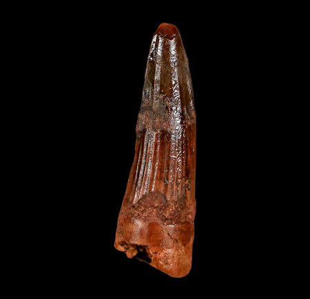 1.9" Spinosaurus Fossil Tooth 100 Million Years Old Cretaceous Dinosaur COA Stand