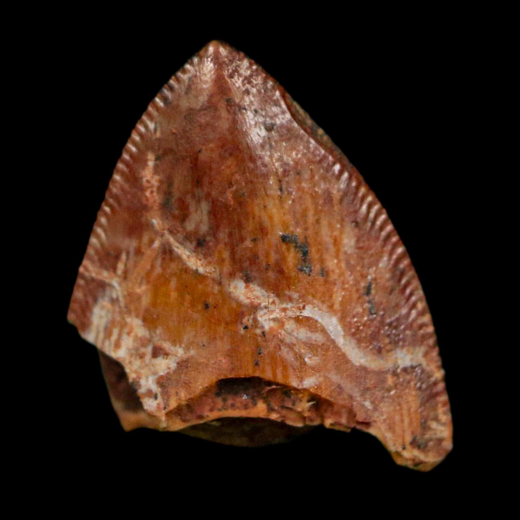 0.5" Phytosaur Fossil Tooth Triassic Age Archosaur Redonda FM NM COA & Display - Fossil Age Minerals