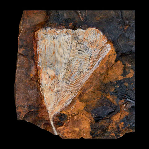2.8" Detailed Ginkgo Cranei Fossil Plant Leaf Morton County, ND Paleocene Age COA - Fossil Age Minerals