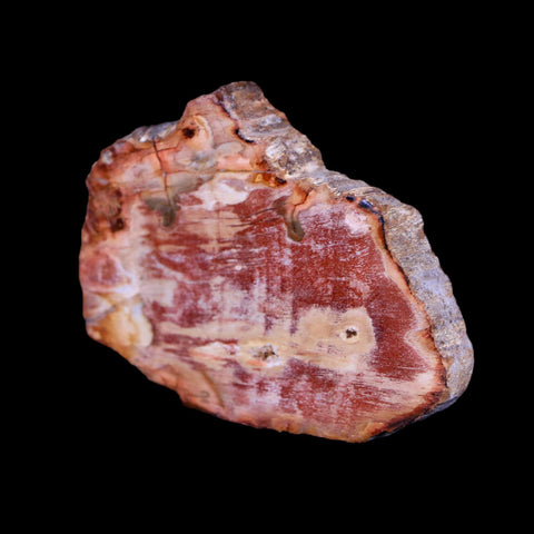 2" Fossilized Polished Petrified Wood Branch Madagascar 66-225 Million Yrs Old - Fossil Age Minerals