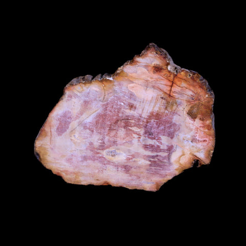 2" Fossilized Polished Petrified Wood Branch Madagascar 66-225 Million Yrs Old - Fossil Age Minerals