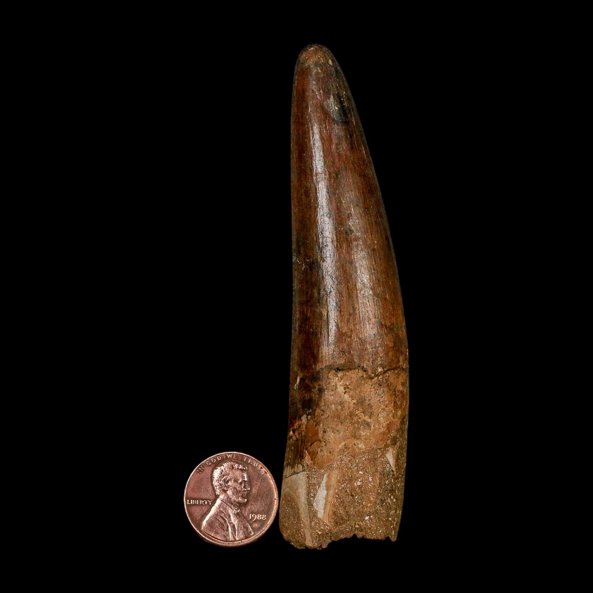 XL 3.9" Spinosaurus Fossil Tooth 100 Million Years Old Cretaceous Dinosaur COA - Fossil Age Minerals