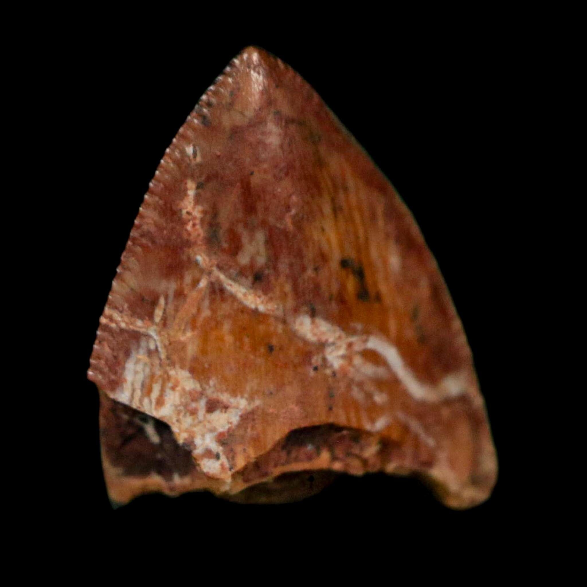 0.5" Phytosaur Fossil Tooth Triassic Age Archosaur Redonda FM NM COA & Display - Fossil Age Minerals