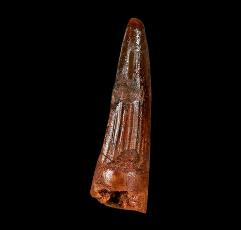 1.9" Spinosaurus Fossil Tooth 100 Million Years Old Cretaceous Dinosaur COA Stand