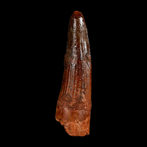 1.9" Spinosaurus Fossil Tooth 100 Million Years Old Cretaceous Dinosaur COA Stand