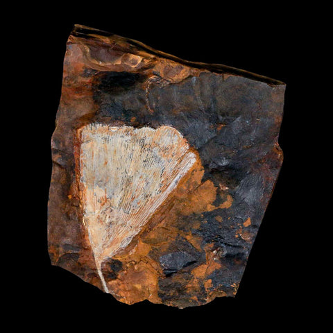 2.8" Detailed Ginkgo Cranei Fossil Plant Leaf Morton County, ND Paleocene Age COA - Fossil Age Minerals